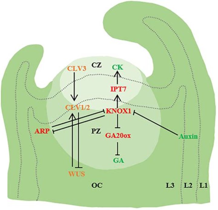 Matthew Perry's Kids: An In-Depth Look at His Family Life and Legacy