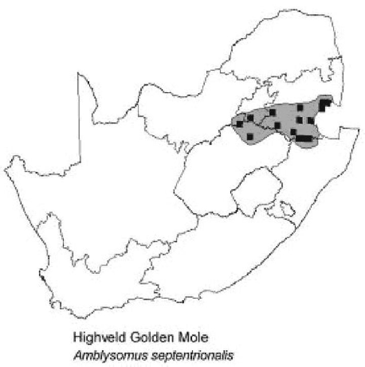 The Elusive Highveld Golden Mole: A Subterranean Marvel of Southern Africa