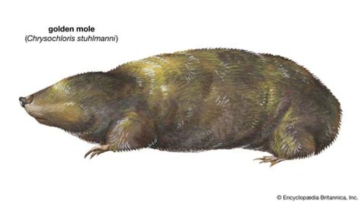 The Somali Golden Mole: A Golden Mystery of the Horn of Africa