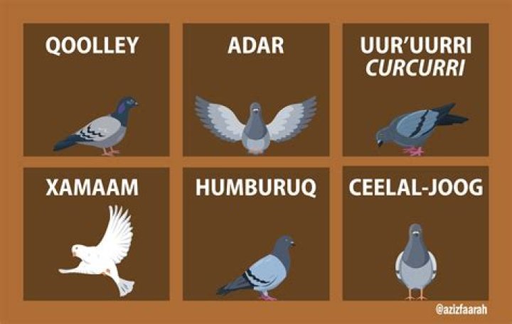 The Somali Pigeon: A Winged Ambassador of the Horn of Africa