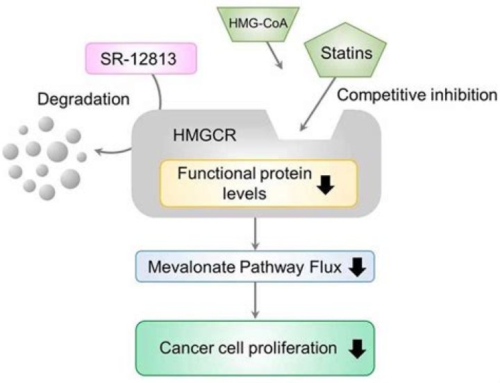 What Does HMG Mean? Unpacking a Multifaceted Acronym in Digital, Medical, and Formal Contexts