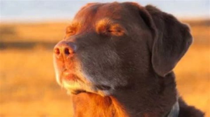 When the Digital 'Dog is Nigh': A Hospital's Battle with Its Information System